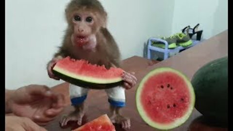 Funny Monkey Loves Watermelon