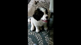 St.bernard puppy play