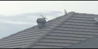 Cockatoo has fun on a roof extractor