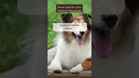 Unique Facts about Shetland Sheepdogs