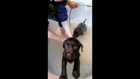 1st Bath time for chocolate lab puppies