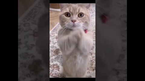 Funniest Videos 😂 Funny Cats 🐱 #cute #cat #short