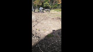 Pigs Roll Over for Belly Rubs