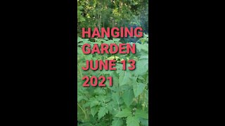 HANGING GARDEN JUNE 13,2021