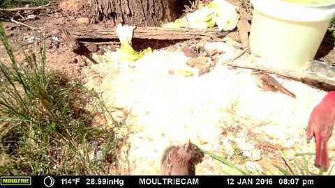 Different birds 🐦 🐦 feeding and sunning🌞 1#cute #funny #animal #nature #wildlife #trailcam #farm