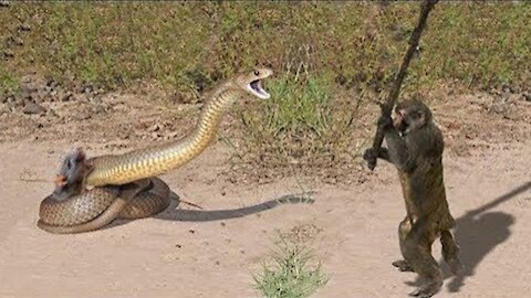 10 CRAZIEST ANIMAL FIGHTS CAUGHT ON CAM