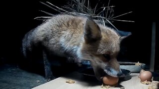 Foxes Hunting Eggs