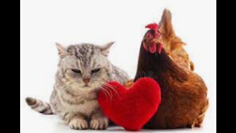 Pet Chicken Love Snuggling Up with Cat Buddy