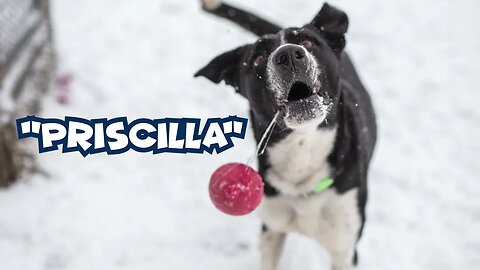 Help us find "Priscilla" a forever home | SPCA Long Timers