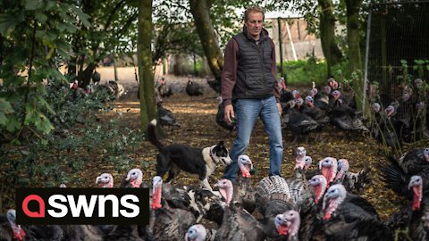 Crafty farmer uses sheep dogs to get his flock of 10,000 turkeys home safely each night