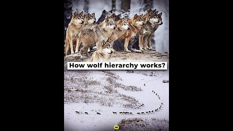 REAL VS URBAN MYTH: HOW THE WOLVES HIERARCHY REALLY WORKS IN WILDLIFE!!!
