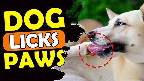 WHY DO DOGS LICK THEIR PAWS ?