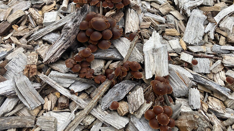 Wood Chipping Garden Paths And Mushrooms