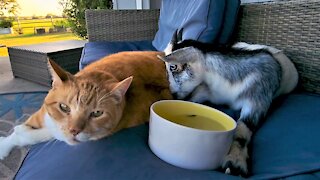 Goat with disability has very cuddly friendship with rescued cat