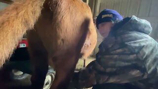 Irish Dexter Family Milk Cows: Elemental Prairie Light