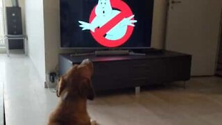 Cane adora la colonna sonora di 'Ghostbusters'