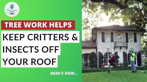 How to Keep Critters & Insects Off Your Roof EASILY!