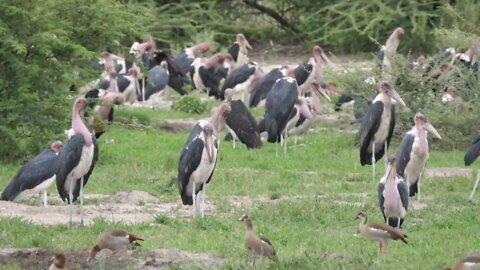 Close up from a group of Marabou storks at Moremi Game Reserve in Botswana