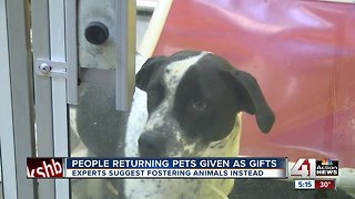 Ready for a pet? KC shelters say try fostering first