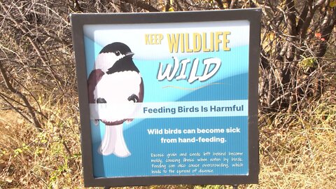 Nature Centre Asking Residents To 'Keep Wildlife Wild' - October 18, 2022 - Micah Quinn