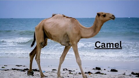 "Survival in the Sands: The Resilient World of Camels 🐪"