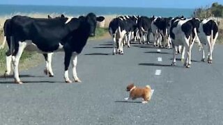 Cão miniatura é um excelente pastor de vacas!
