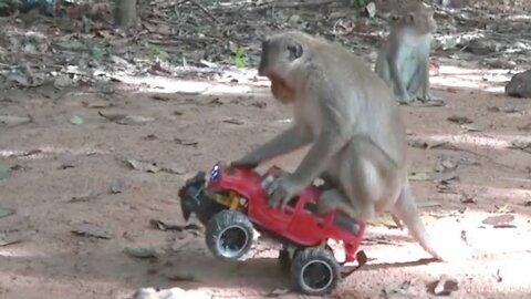 How To Make Fun With Monkeys - Everyday Monkey Funny Videos