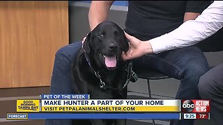 Pet of the week: Hunter is a 3-year-old Labrador Retriever mix with a heart of gold