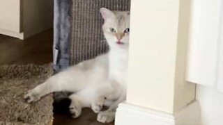 Cat got its own tongue after freeze-framed by camera