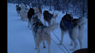 Husky Dog Sledding in Fairbanks, Alaska