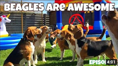 TOP 50 Funny Beagles Playing Compilation 1