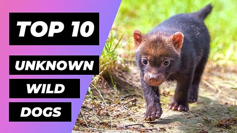 TOP 10 WILD DOGS You Didn't Know Existed | 1 Minute Animals