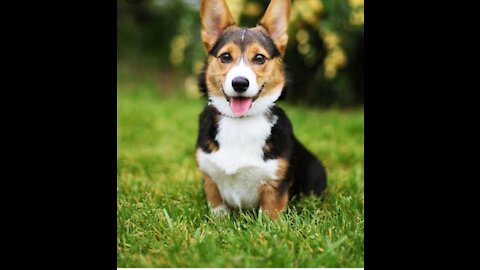 Pair of beautiful baby doggies play game