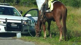 Woman arrested for DUI on a horse | Digital Short