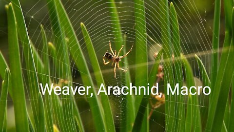 Weaver, Arachnid, Macro