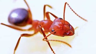 Ants caught in downpour create life raft to survive