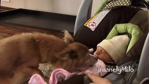 Milo the Chihuahua meets his baby sister