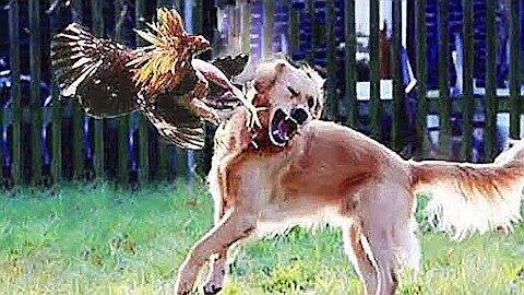 Chicken VS Dog Fight | viral videos