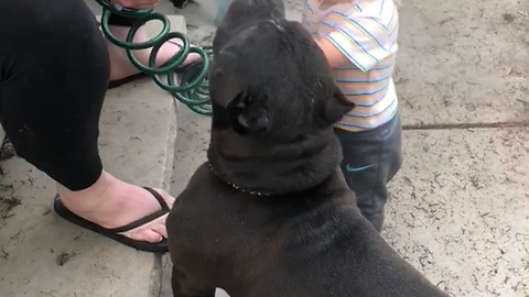 American Bully and baby play with water hose
