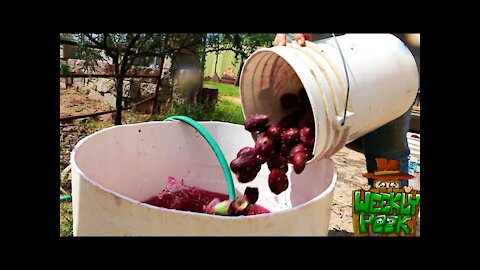 Homemade Prickly Pear Jelly - Harvesting, Canning & Making It! | Weekly Peek Ep9