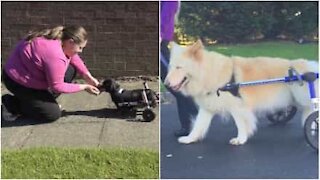 Disse hundene har funksjonshemminger, men lever livet til det fulle!