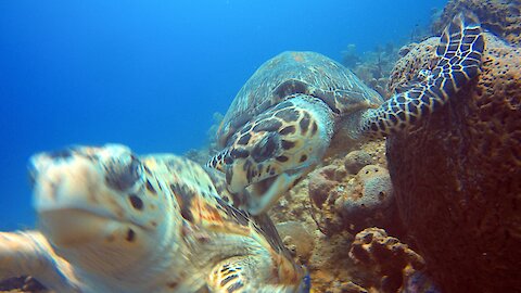Turtle Fight Grand Cayman