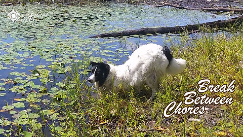 Border Collie on Break between Chores