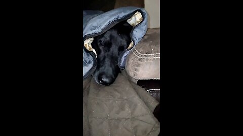 Doggo Loves Snuggin In His Blanky