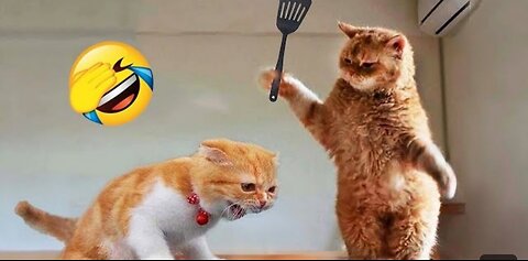 Funniest Animals 2023 🤣 Videos New Funny Cats and Dogs🐈🐕