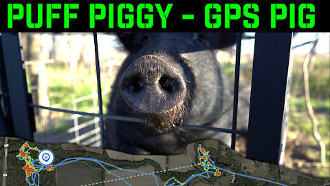 Puff Piggy - Judas Pig Number 4 | GPS Tracking Feral Hogs in Texas