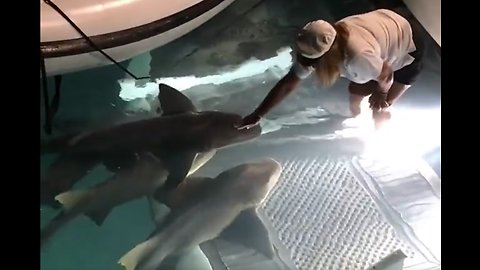 Petting the sharks in the Bahamas 🇧🇸 🦈
