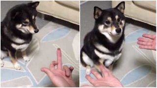 Hund blir förvirrad av magitrick