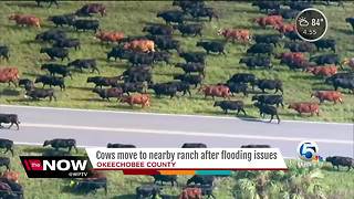 Okeechobee cows rescued