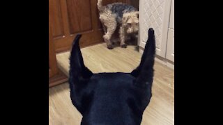Doberman Observes Mini Welsh Terrier Scratch his Back